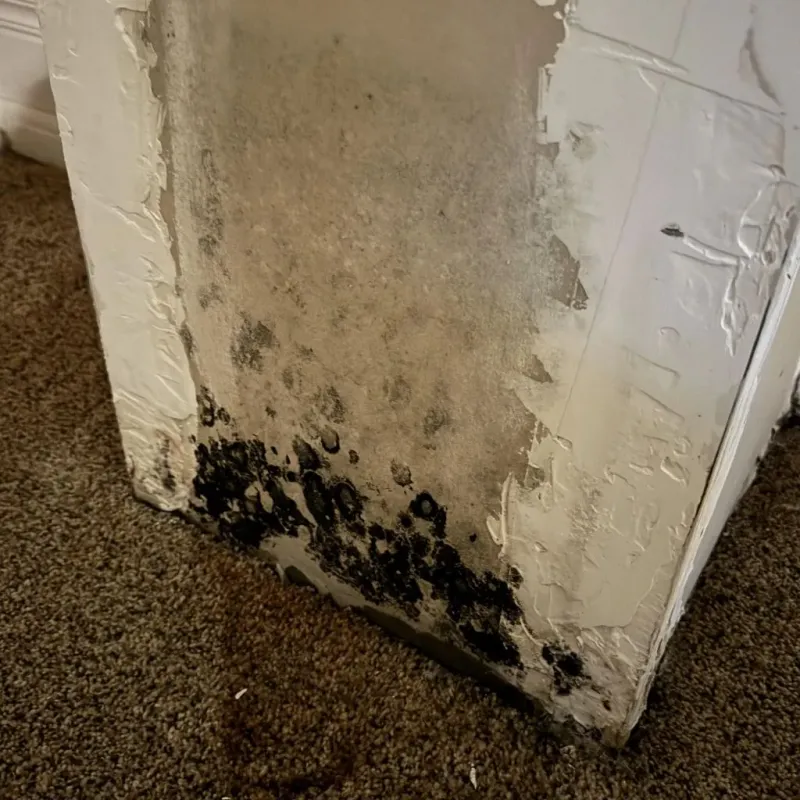 Professional Mold Removal in North Beach, MD